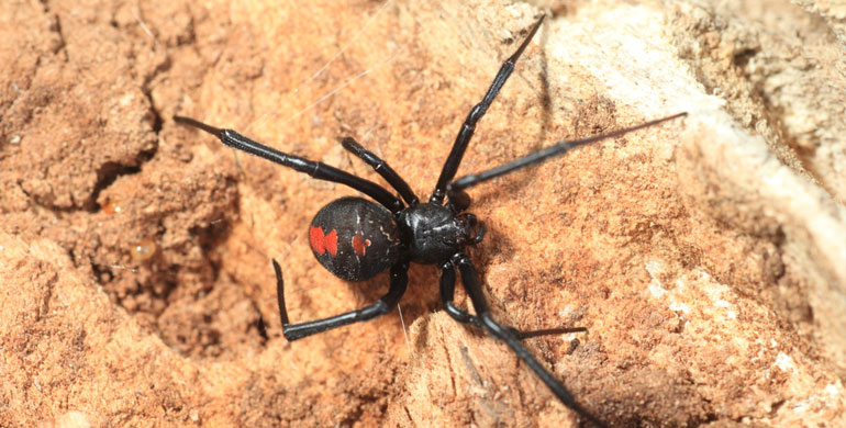 Redback Spider in Perth