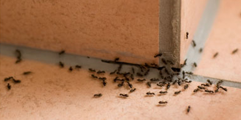 Ant Removal Perth