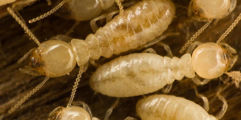 Termite Removal Perth
